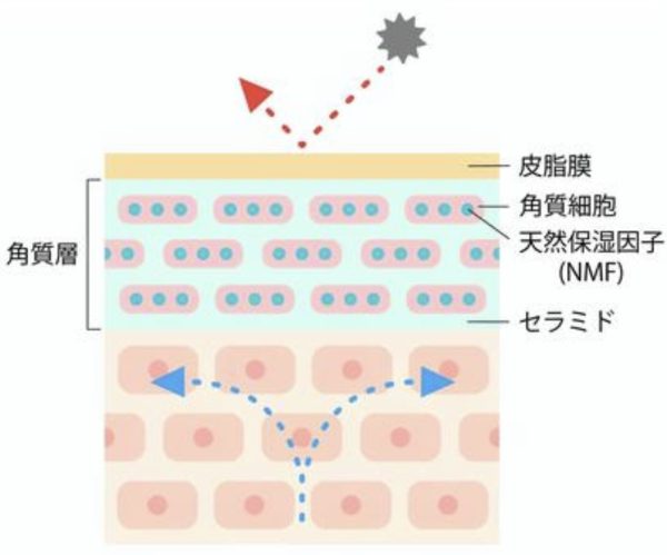 肌の保湿、断面図、角質層、皮脂膜、角質細胞、天然保湿因子、セラミドについての紹介です。